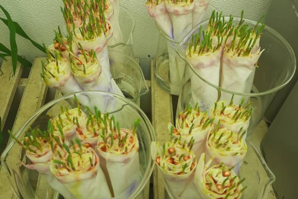 Bactéria no Ceará oferece solução inovadora para enfrentar a seca na agricultura