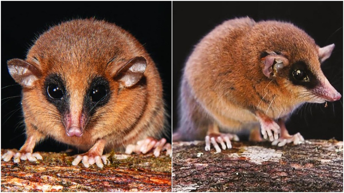 Descoberta nova espécie de marsupial surpreende cientistas na Amazônia
