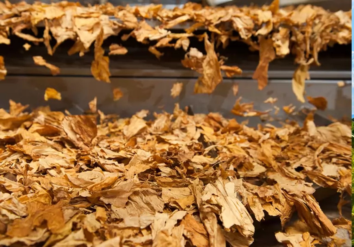 Brasil registra queda nas exportações de tabaco, mas valor cresce 12,8% em 2025