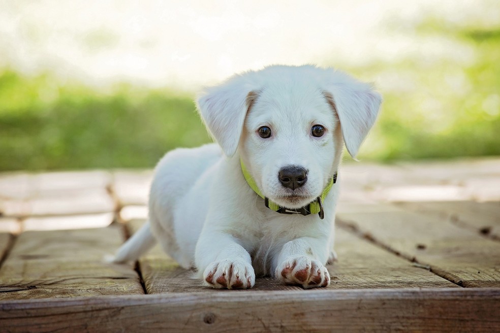 Donos de cães demonstraram aumento de até 2,9 pontos em uma escala de 1 a 7 de satisfação com a vida. (Foto: Pixabay)