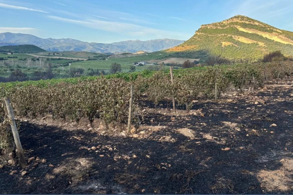 Incêndios afetam diversos vinhedos na Córsega e ameaçam produção de vinho