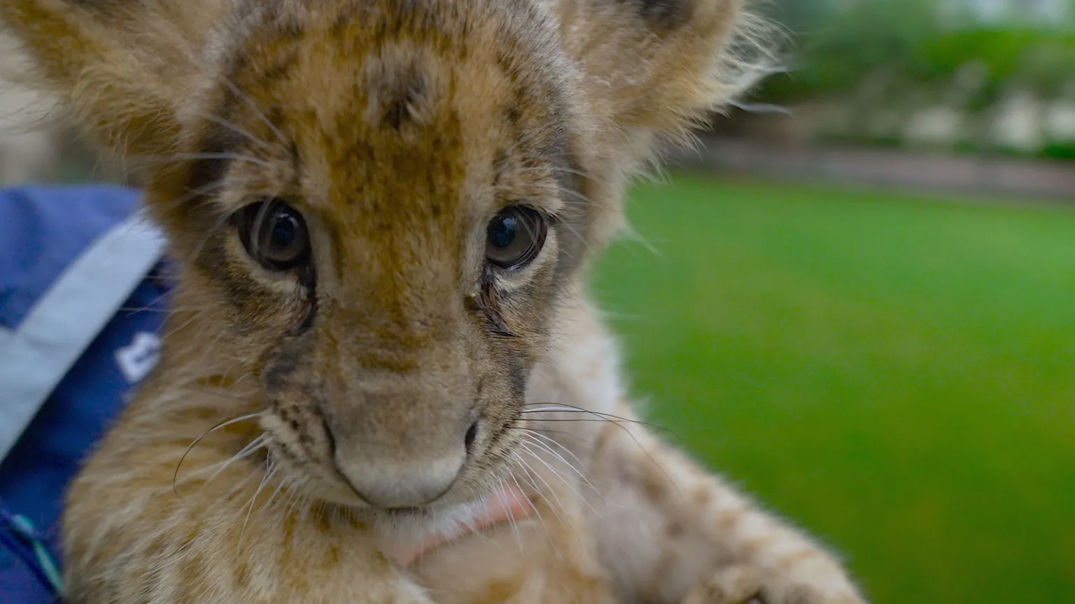 Donos de grandes felinos escondem animais durante repressão no Paquistão