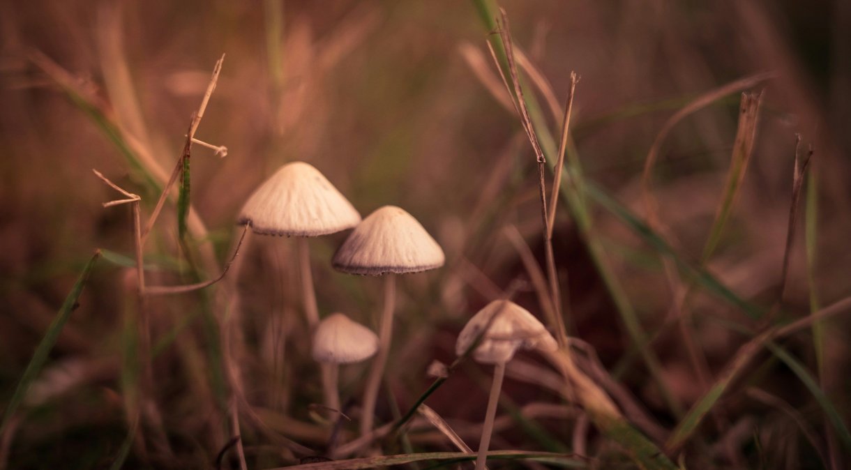Psilocibina é o composto psicoativo encontrado nos "cogumelos mágicos". (Foto: Nick Fewings/Unsplash)