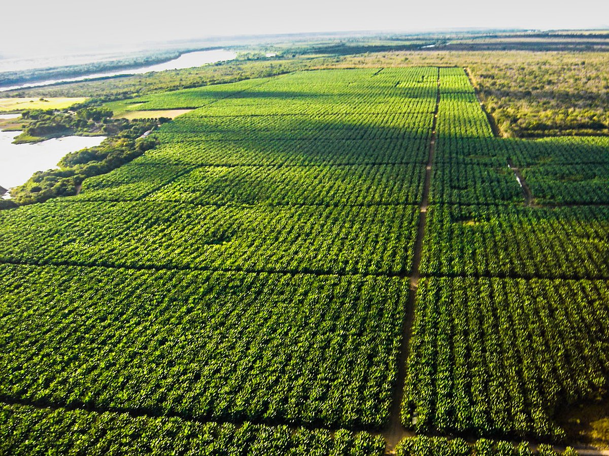 Tarifa pode bloquear exportação de 77 mil toneladas de frutas brasileiras para os EUA