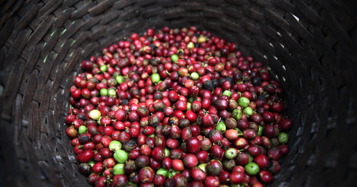 Nescafé aposta em sustentabilidade para garantir futuro da produção de café global
