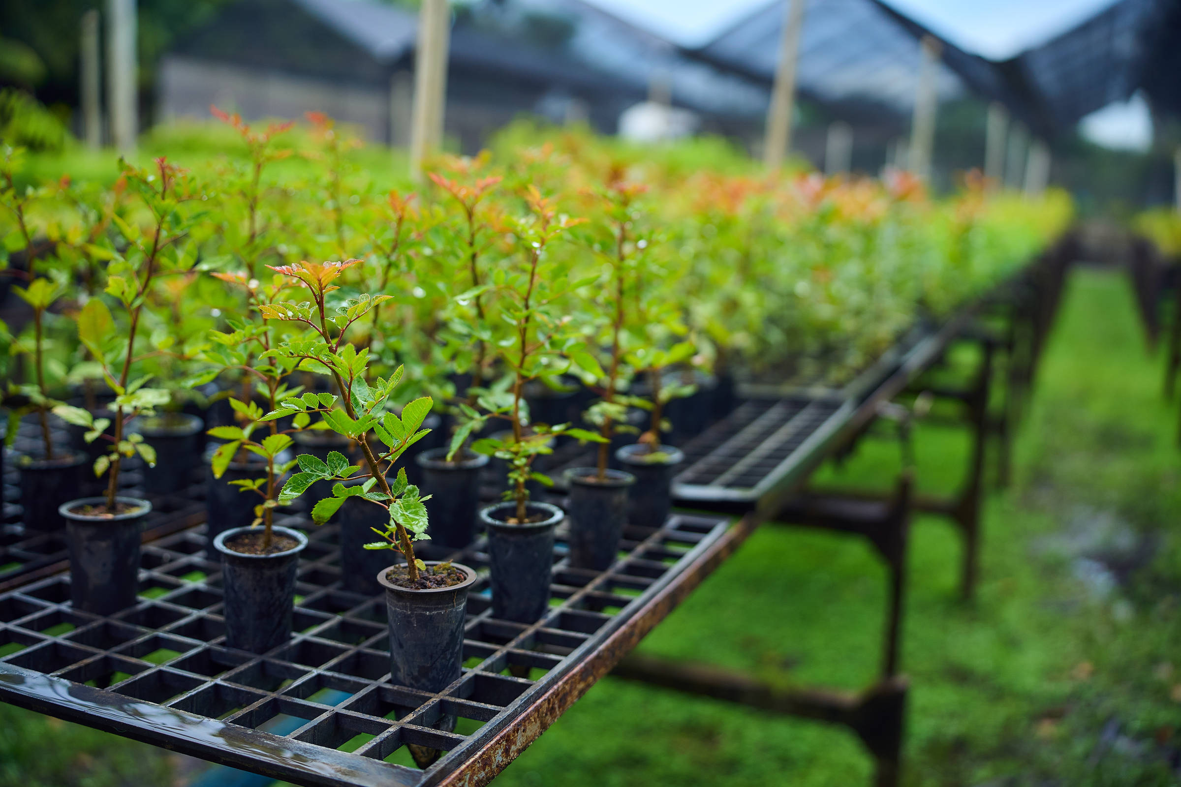 Iniciativa privada transforma sustentabilidade em oportunidade de negócio lucrativa