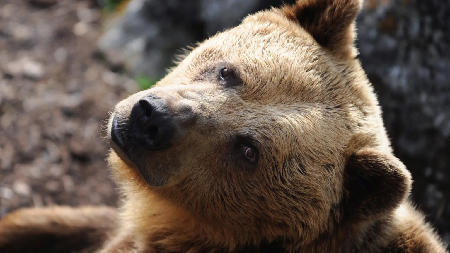 Eslováquia autoriza venda de carne de urso pardo para o público
