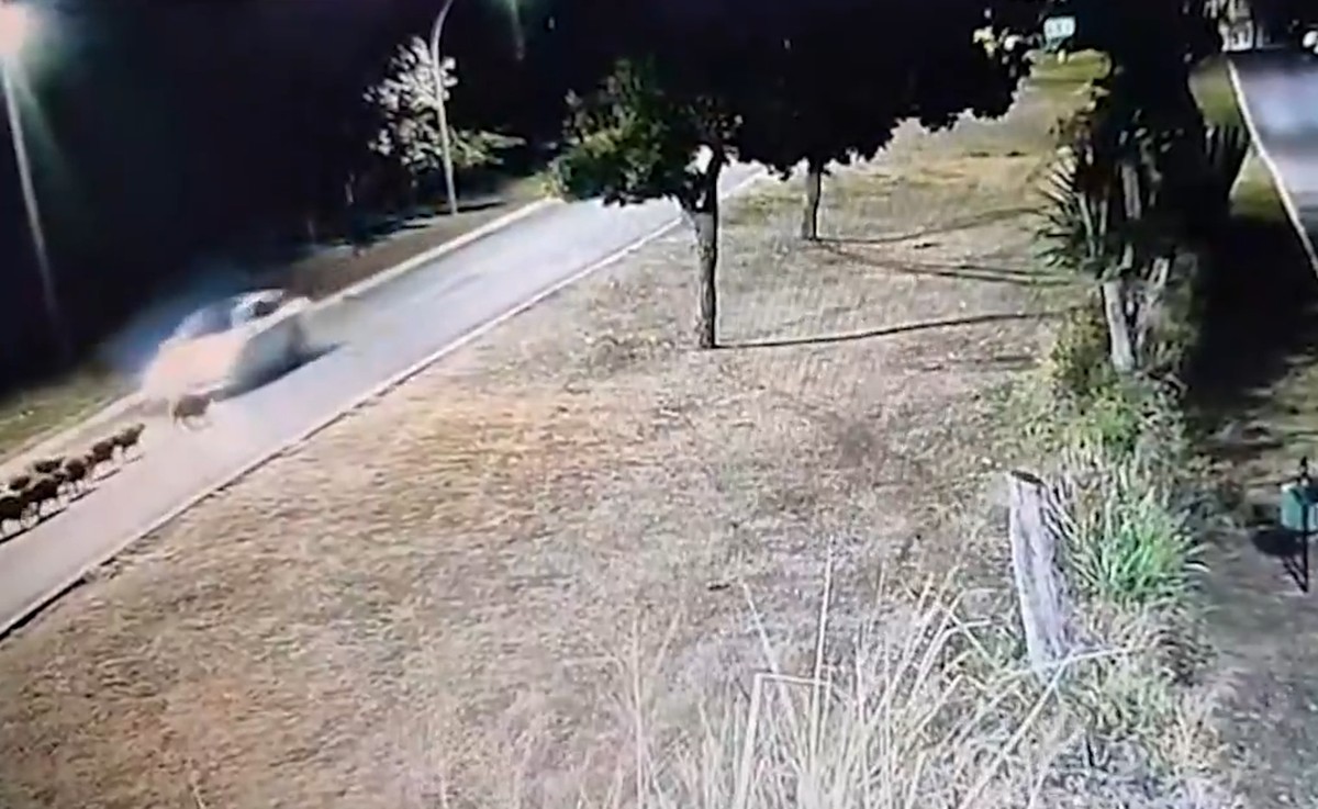 Carreta atropela 14 capivaras no DF e apenas um filhote sobrevive ao acidente