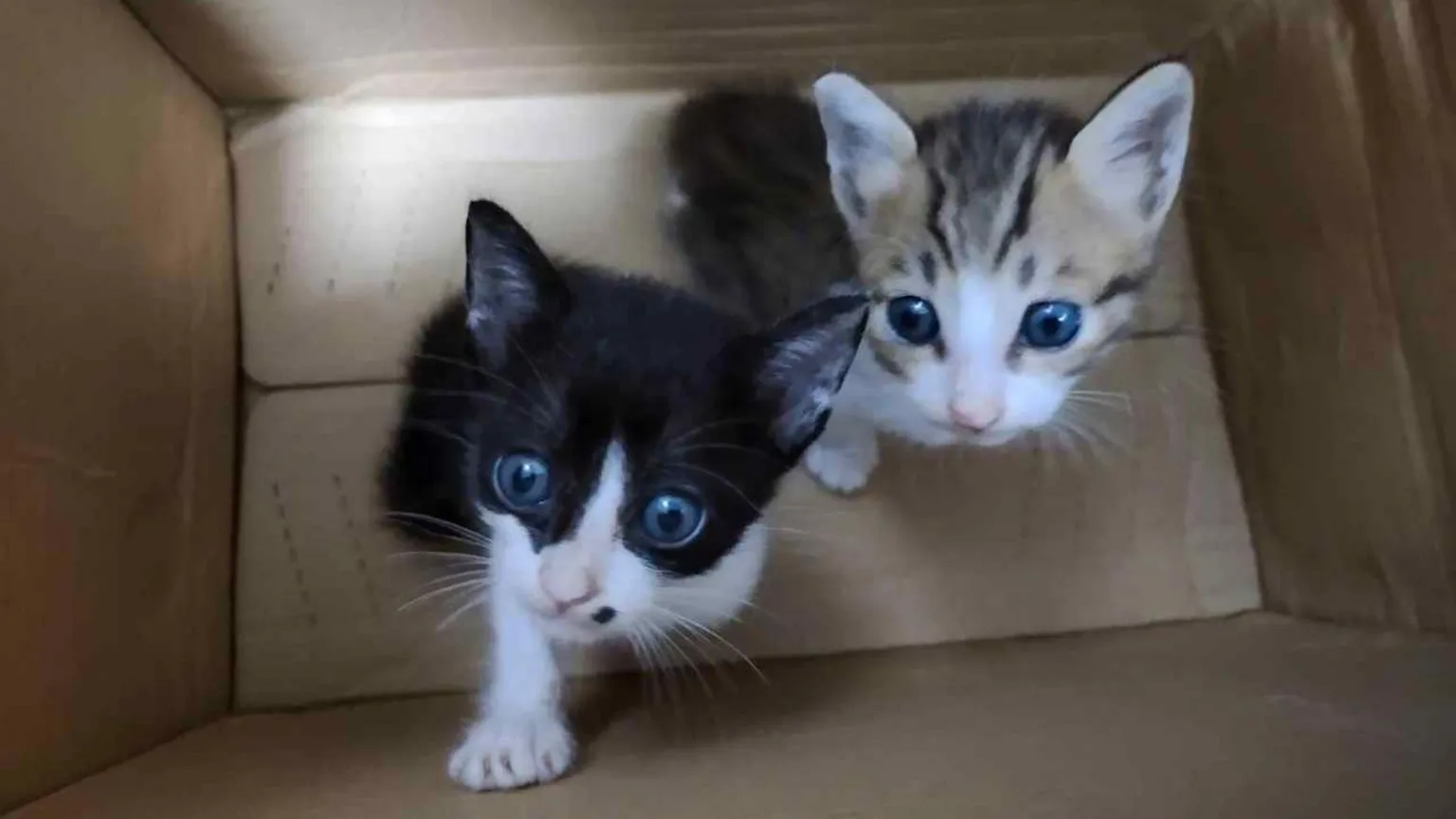 Descobertos gatos eletrocutados, afogados e famintos em grupos de tortura online