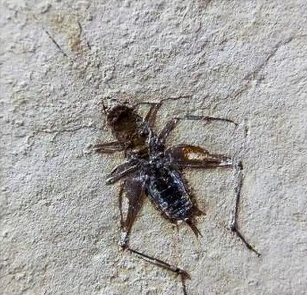 Fóssil de inseto de milhões de anos levado do país (Foto: Divulgação)