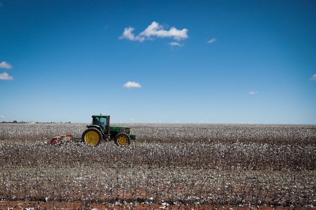 Plantação de algodão em São Desidério, na Bahia (Foto: Pablo Jacob / Agência O Globo)