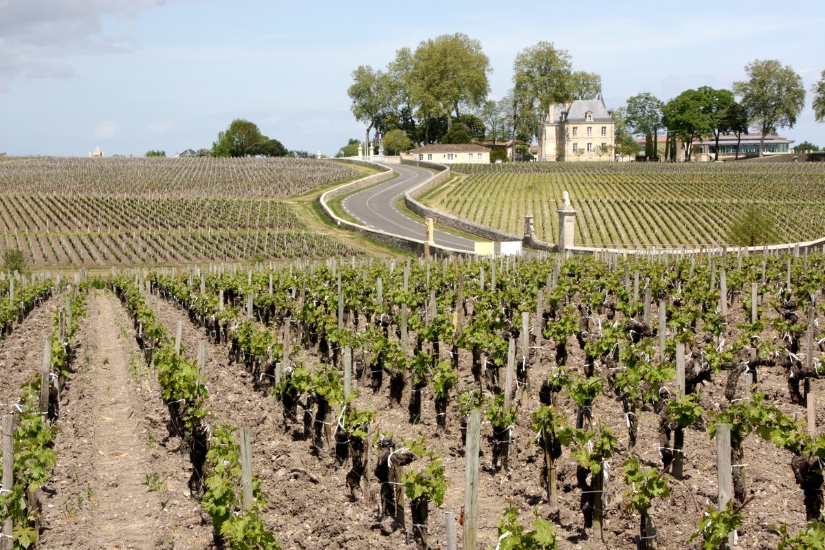 Safra de 2024 veio agravar uma curva de declínio que já se desenhava para Bordeaux. (Foto: Jorge Lucki)