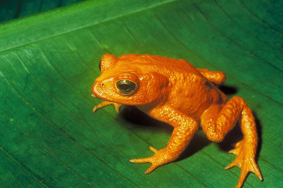 Sapos desaparecem na Costa Rica e geram preocupação entre biólogos locais