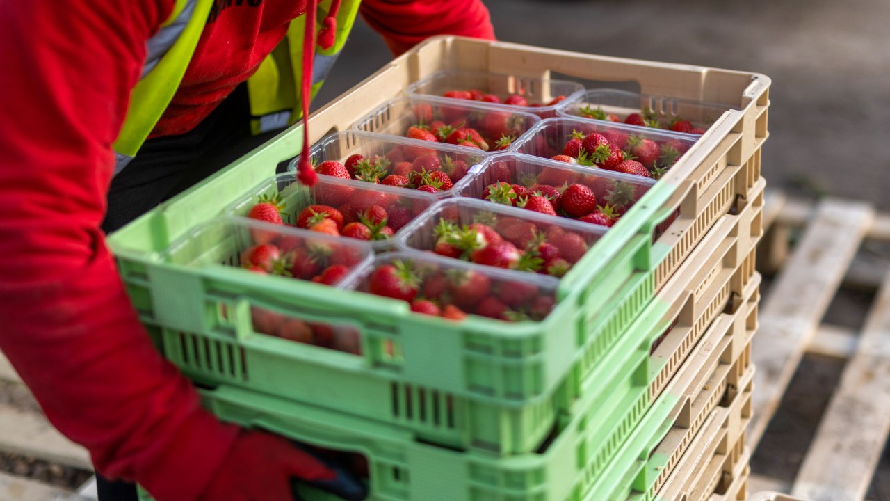 Morango do amor eleva preços na Ceasa e impacta mercado de frutas