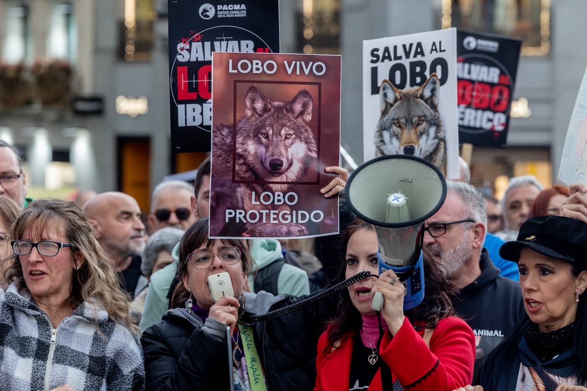 Asturias autoriza a caça de 53 lobos após mudança na proteção da espécie
