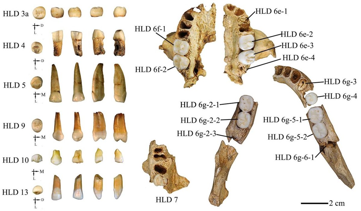 Fósseis de hominídeos de 300 mil anos na China revelam traços de Homo sapiens