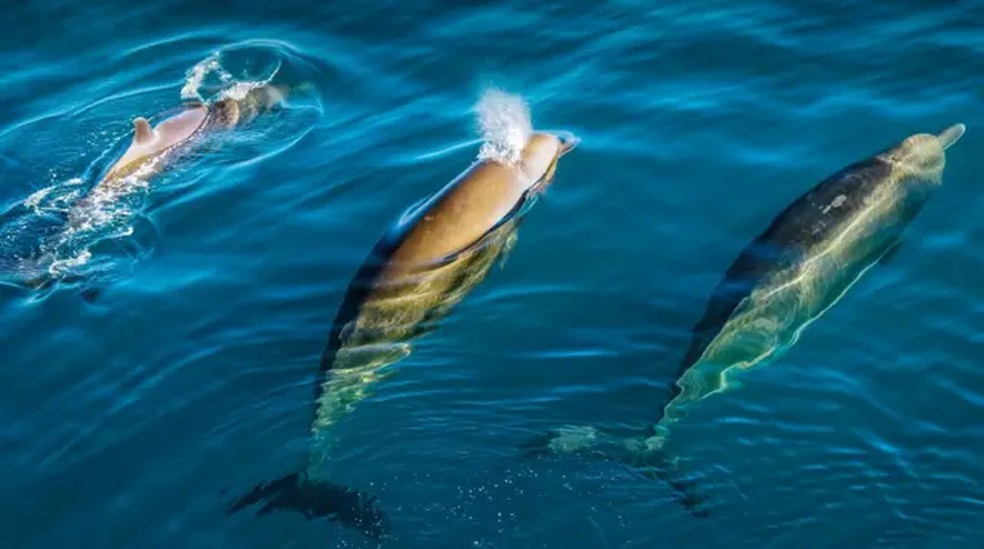Barulho humano afeta vida marinha e causa riscos a golfinhos e baleias