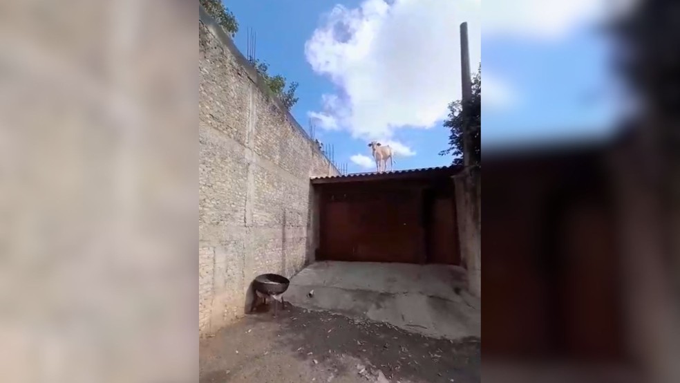 Vaca surpreende moradora ao subir em telhado de casa em Fernandópolis