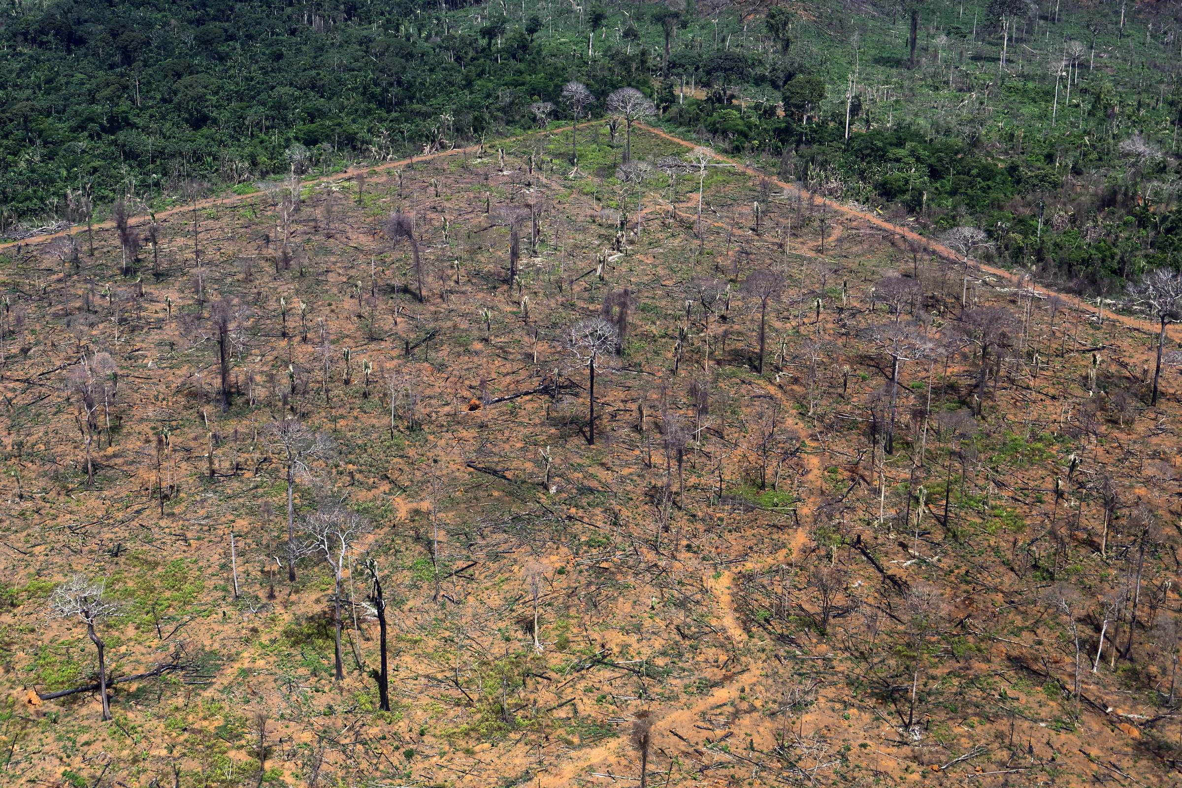 Desmatamento na Amazônia cresce 27% no primeiro semestre, enquanto no cerrado cai 10%
