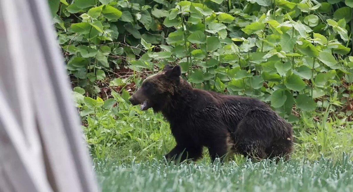 Urso invade abrigo e ataca idosa em instituição para pessoas com deficiência no Japão