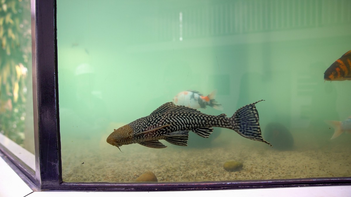 Peixe cascudo é salvo de estação de esgoto e se torna mascote no Rio