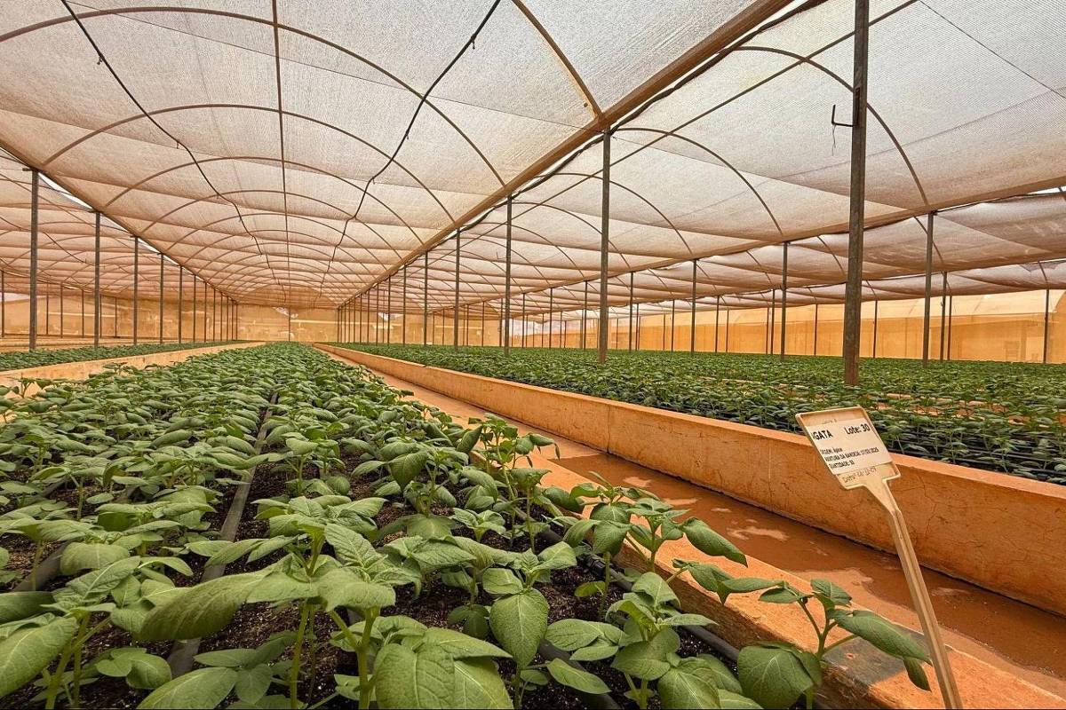 PepsiCo implementa práticas sustentáveis em fazenda de batata em Goiás