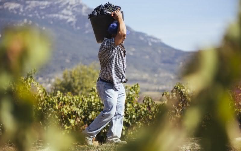 Vinhos brancos da Rioja até R$ 300 celebram 100 anos da denominação