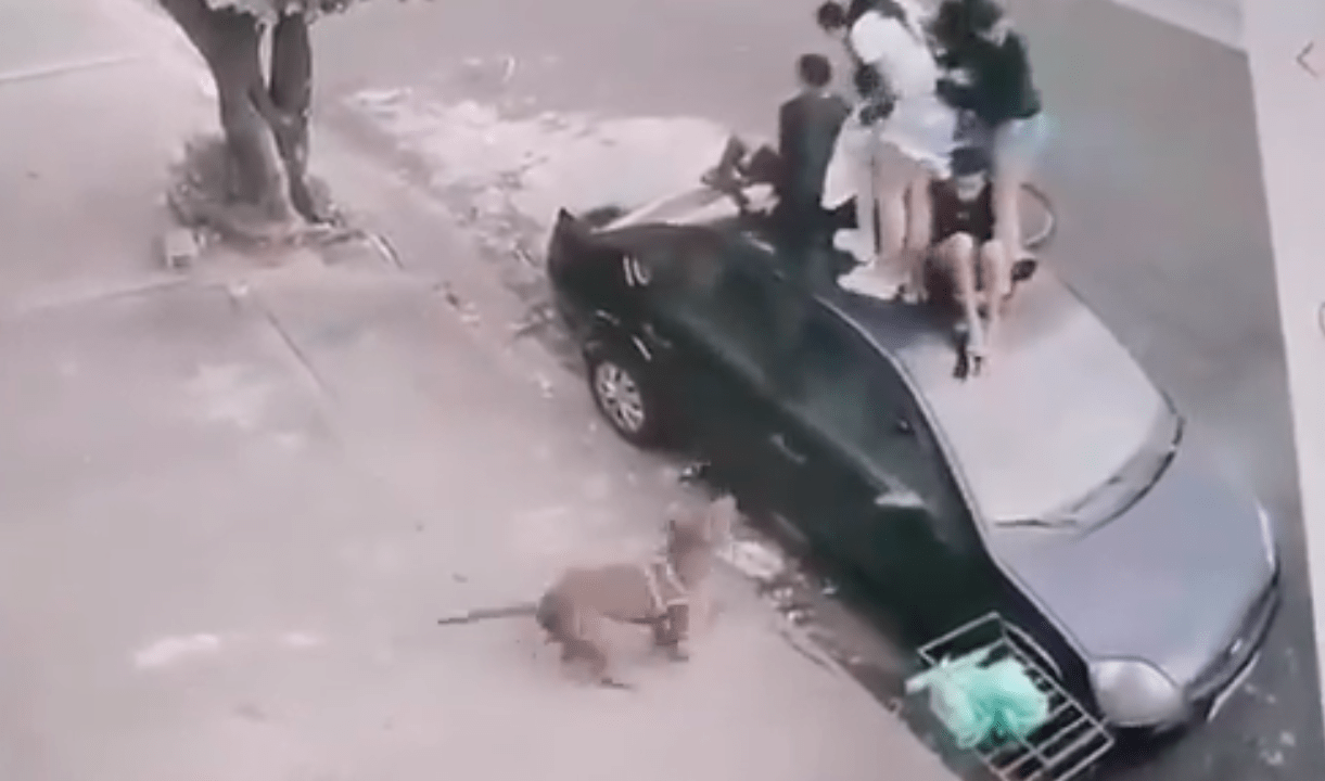 Pitbull ataca crianças e elas buscam refúgio em carro durante o incidente