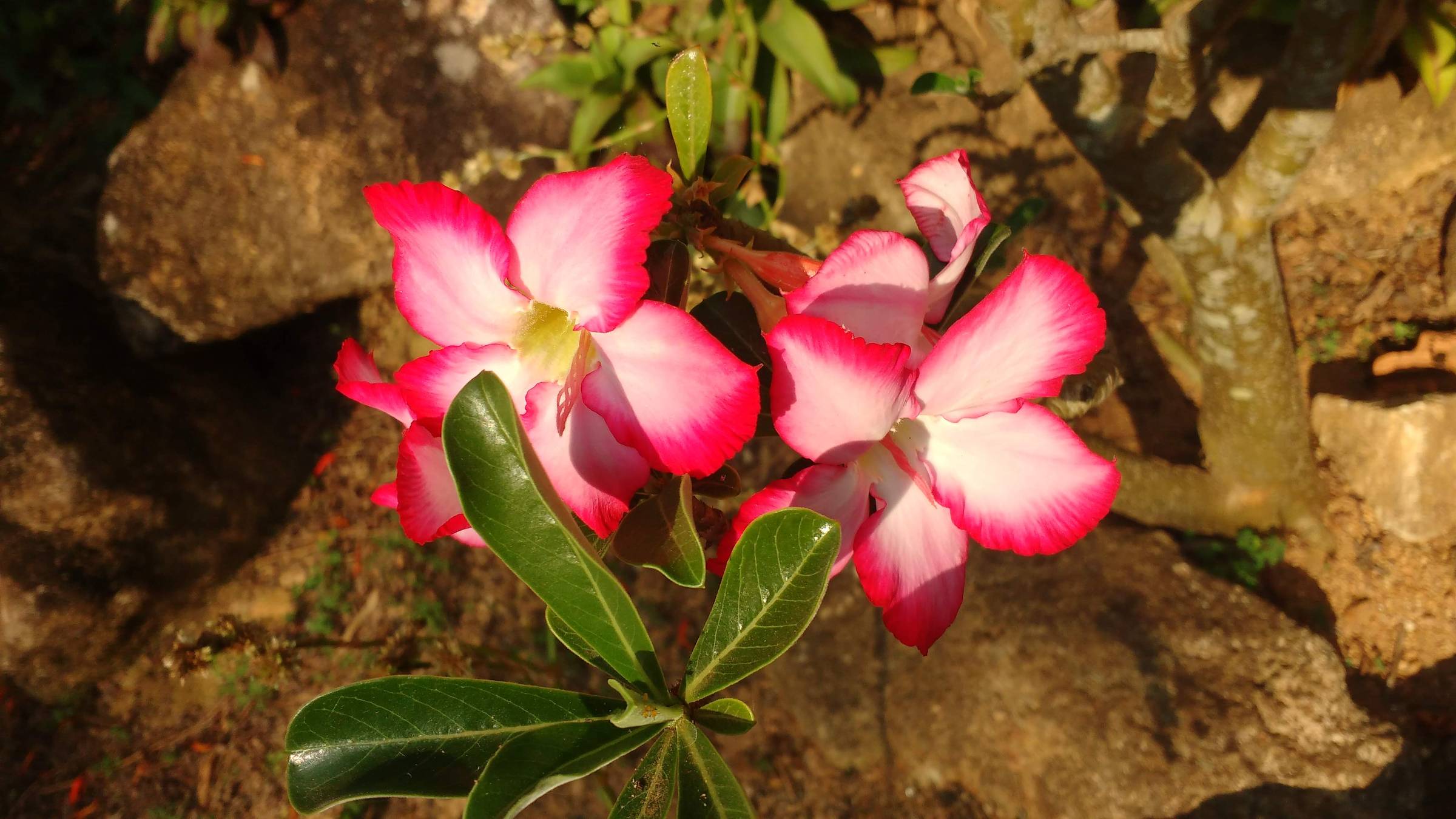 Aprenda a cuidar da rosa-do-deserto e garanta flores vibrantes e saudáveis