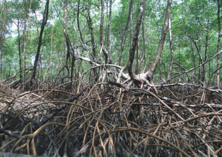 Óxidos de ferro em manguezais aumentam sequestro de carbono no solo
