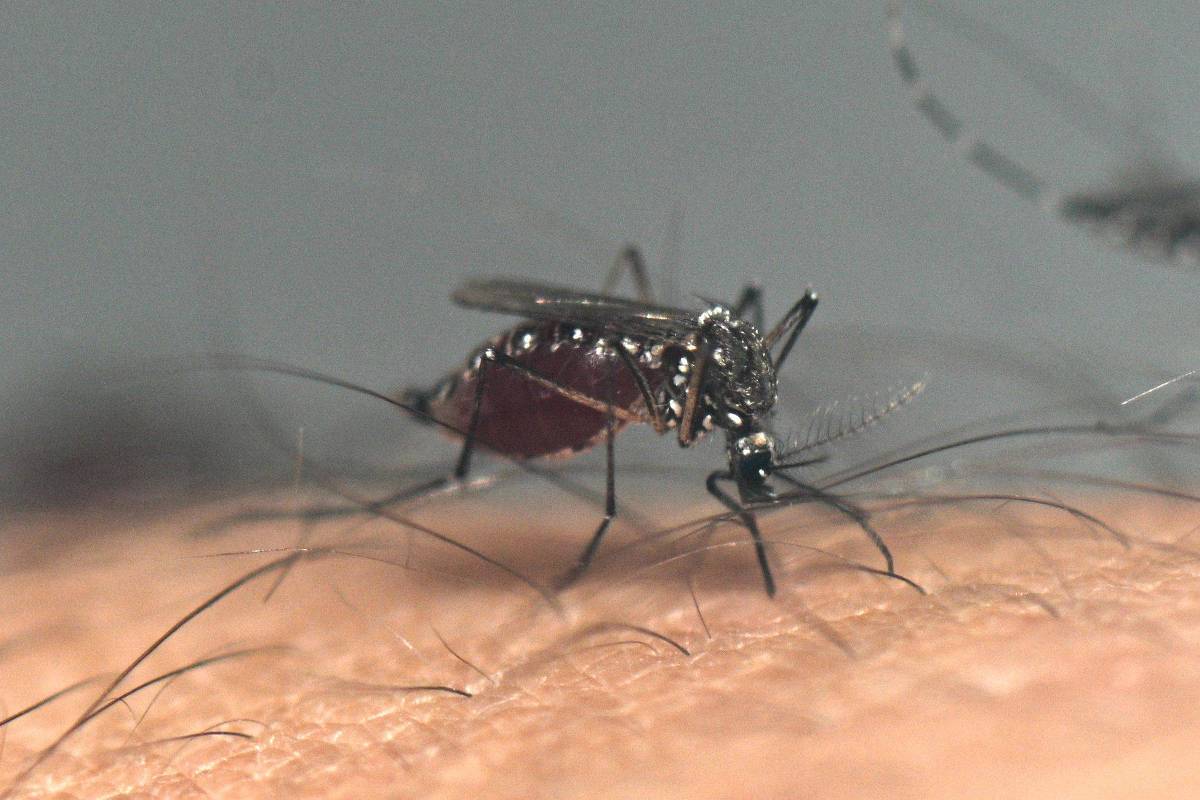 Brasil apresenta redução de 78% nos casos de dengue em comparação a 2024