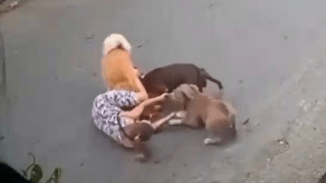 Mulher é atacada por cães em Santos (Foto: Reprodução)