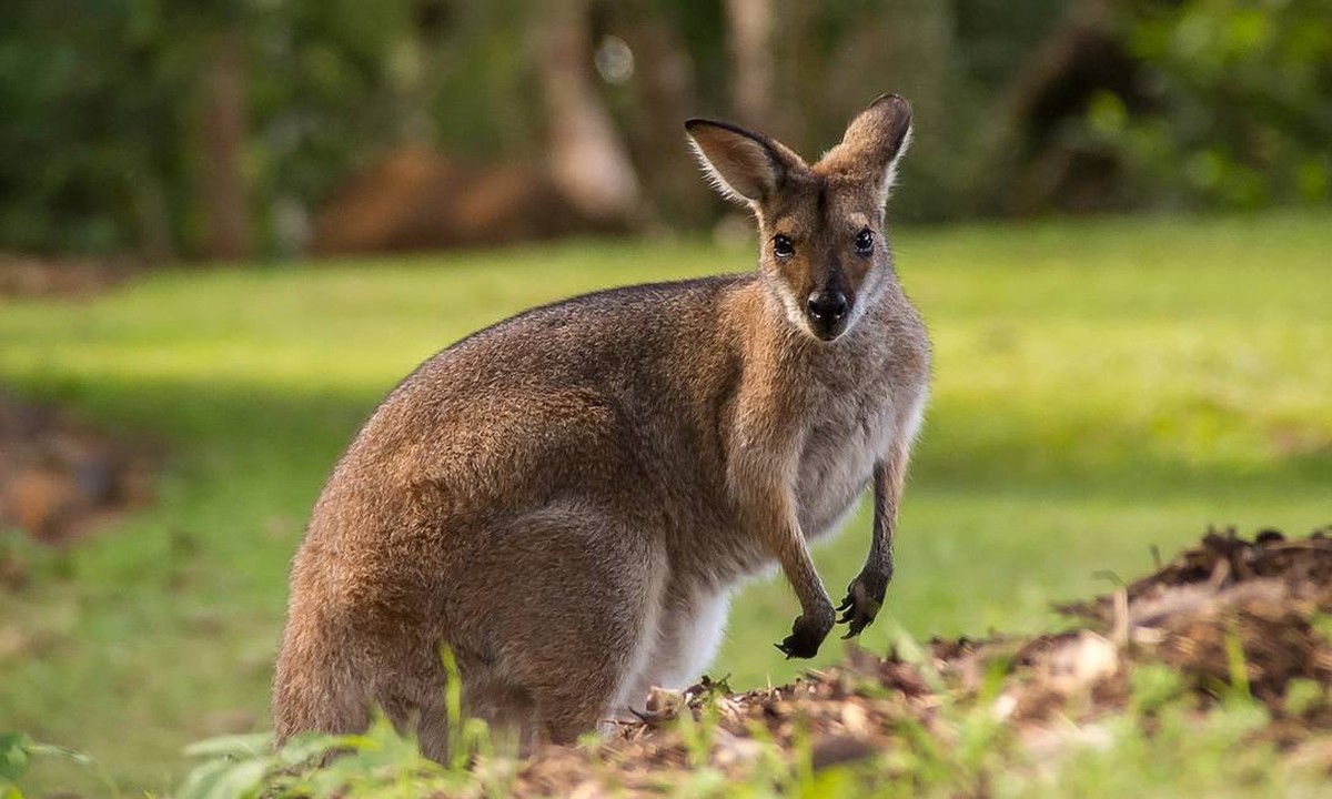 Homem morre espancado por canguru após entrar em cercado para 'brincar' com o animal nos EUA (Foto: Pixabay)