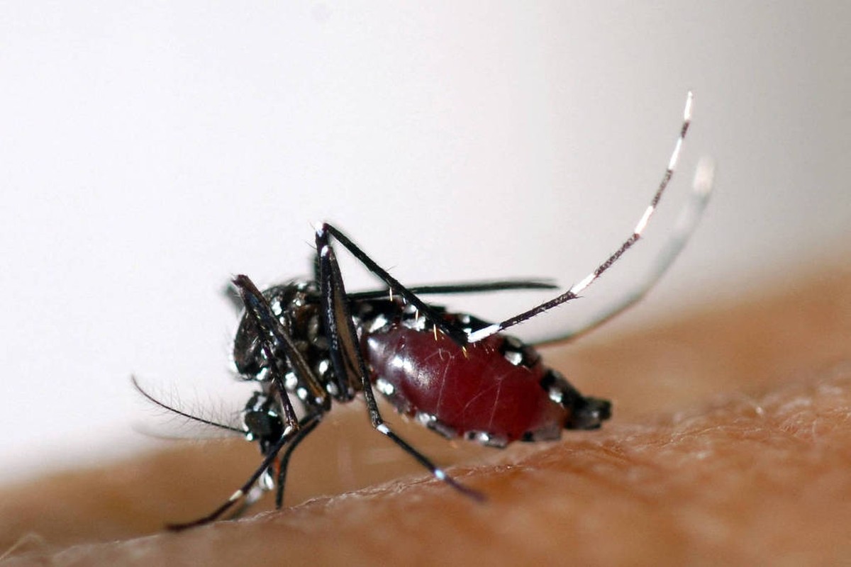Brasil abre maior biofábrica de mosquitos do mundo para combater doenças tropicais