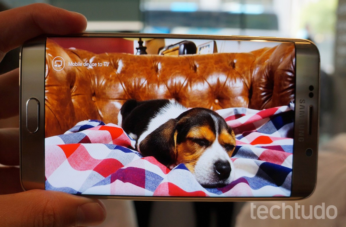 Cachorros e gatos reconhecem vozes humanas por meio de celulares, revela estudo