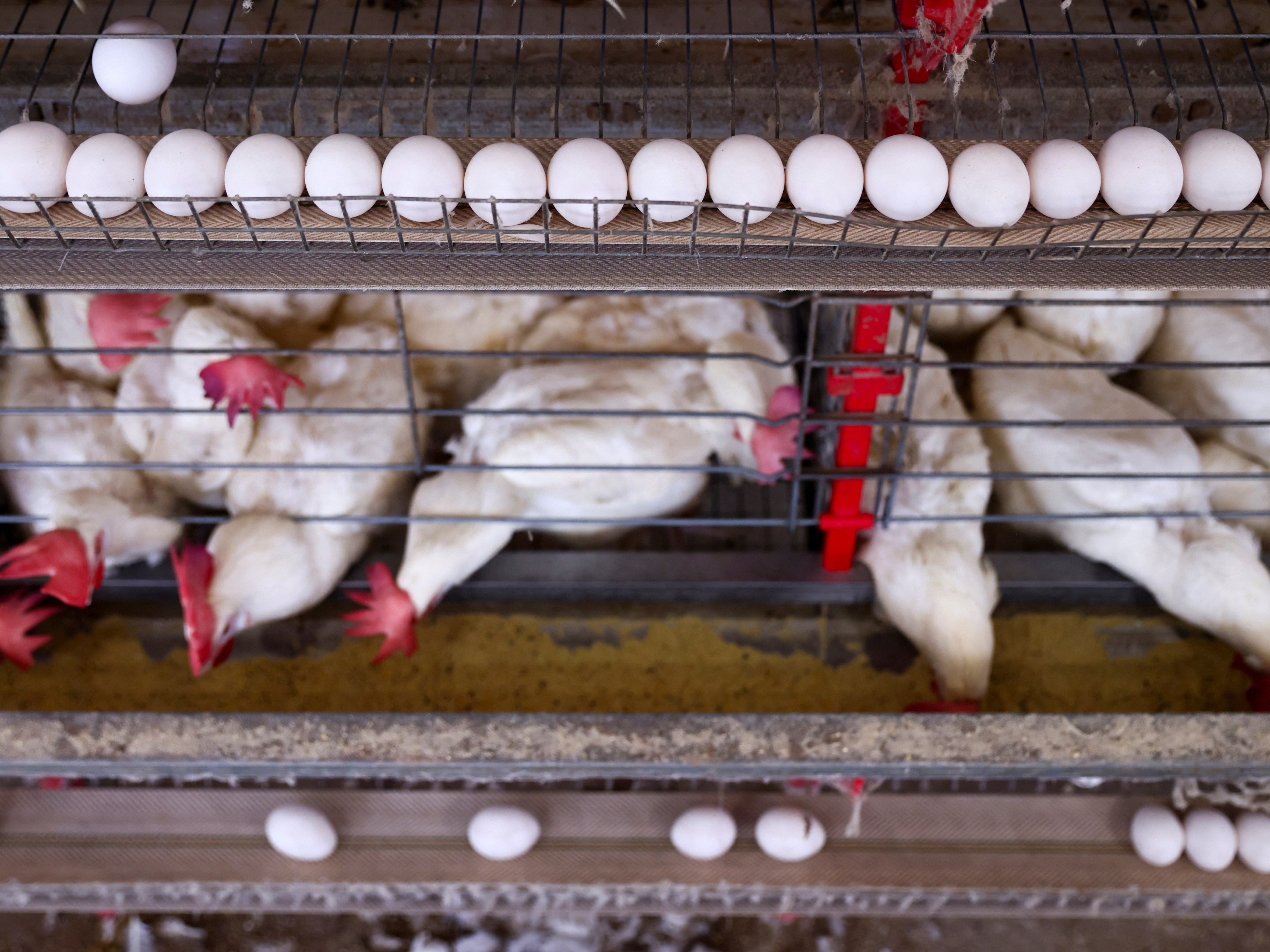 Segurança alimentar: ovos e frango são seguros após surto de gripe aviária no Brasil