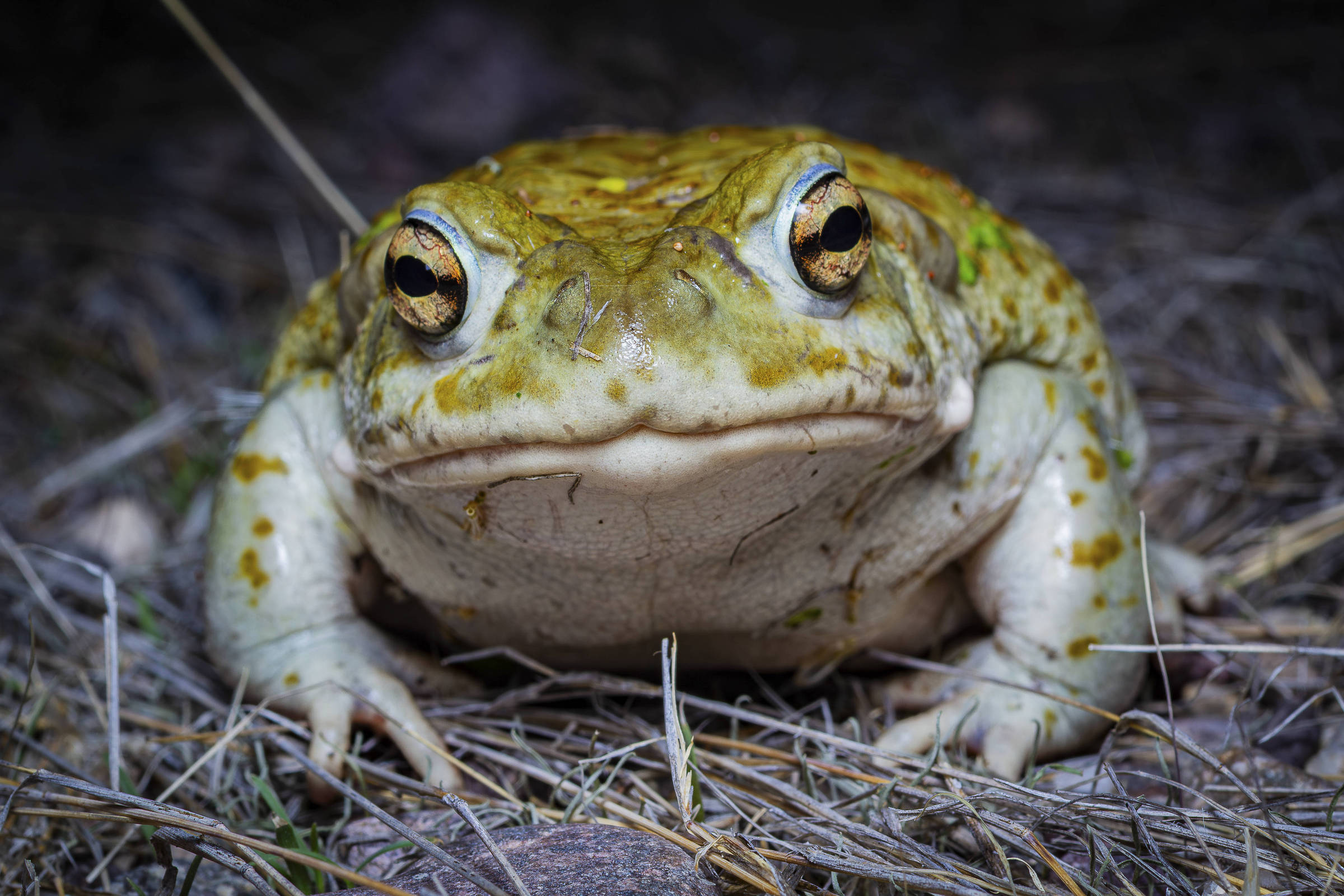 Sapo com poderes psicodélicos enfrenta risco de extinção por exploração humana