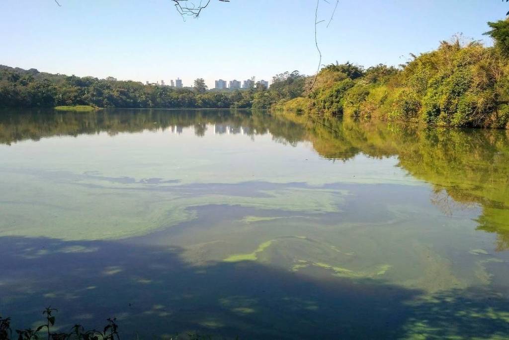 Lago das Garças, no Parque Estadual das Fontes do Ipiranga; destaque para a massiva proliferação de algas na superfície e a urbanização ao fundo (Foto: Tatiane Araujo de Jesus)