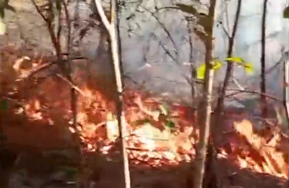Incêndio criminoso no Parque do Juquery destrói área de 2.000 m² e adolescentes são soltos