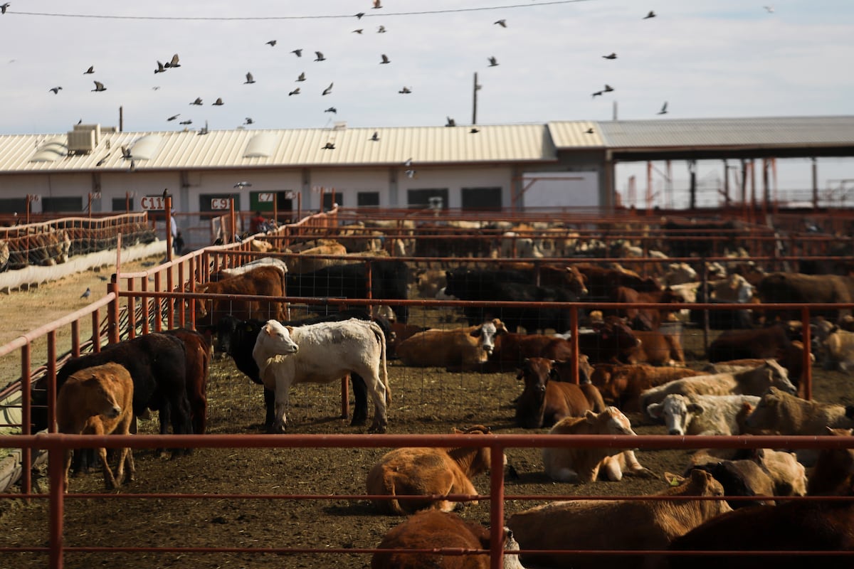 EUA ameaçam restringir importações de gado do México por surto de praga agrícola