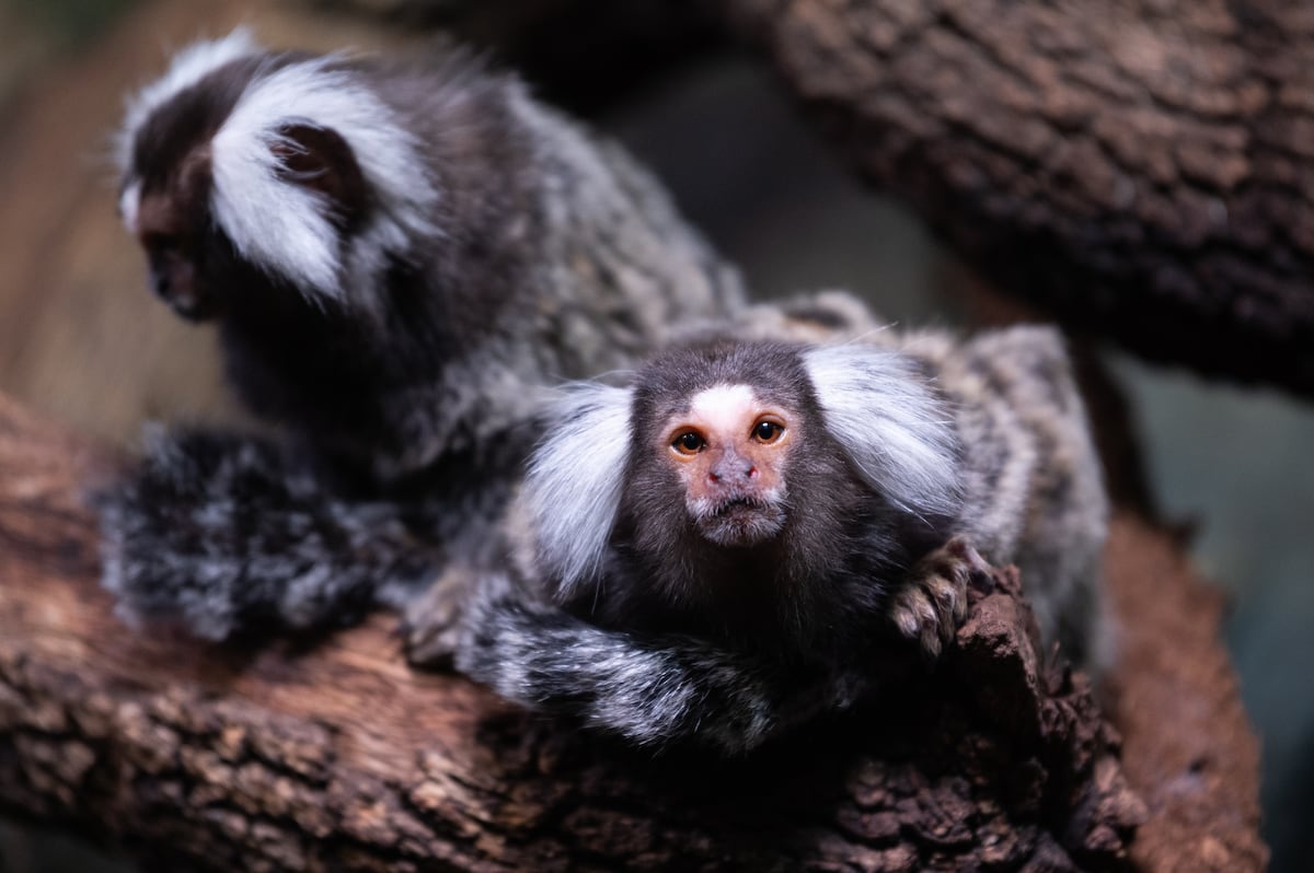 Monos Tití de Pincel são roubados de zoológico em Guillena, Sevilla