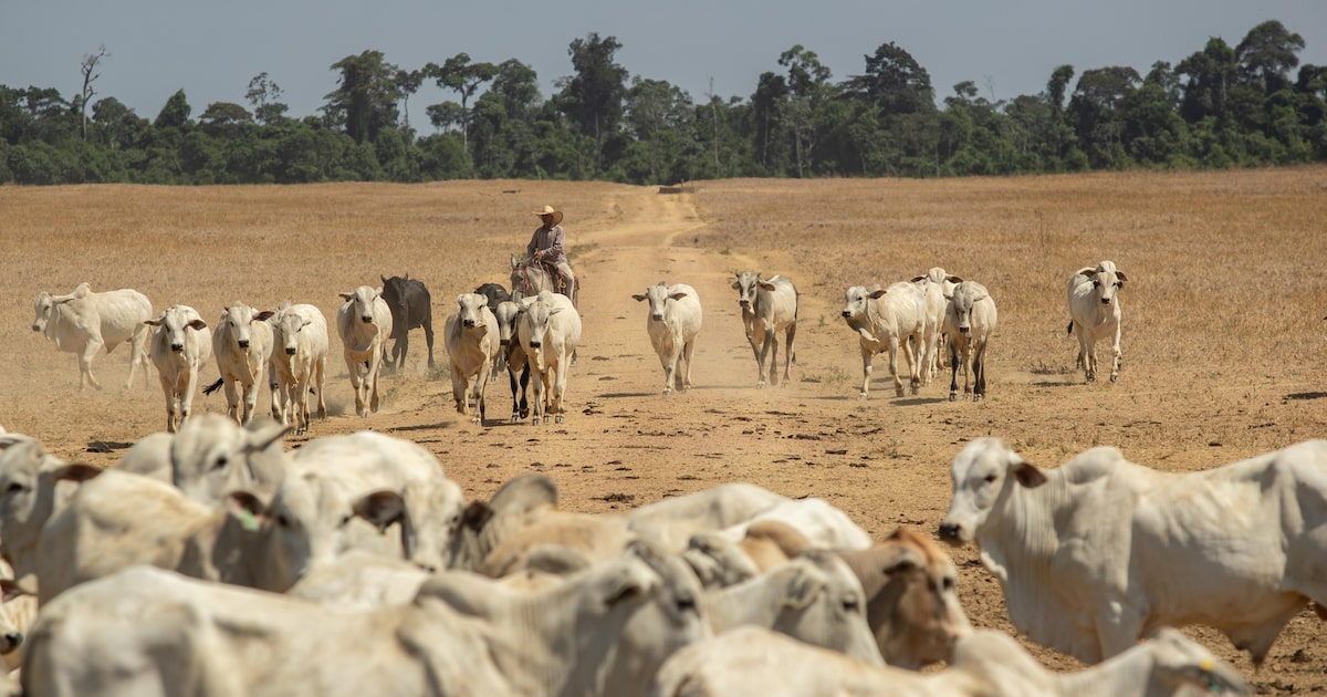 Tarifas sobre carne bovina afetam mais os EUA do que o Brasil, afirma especialista