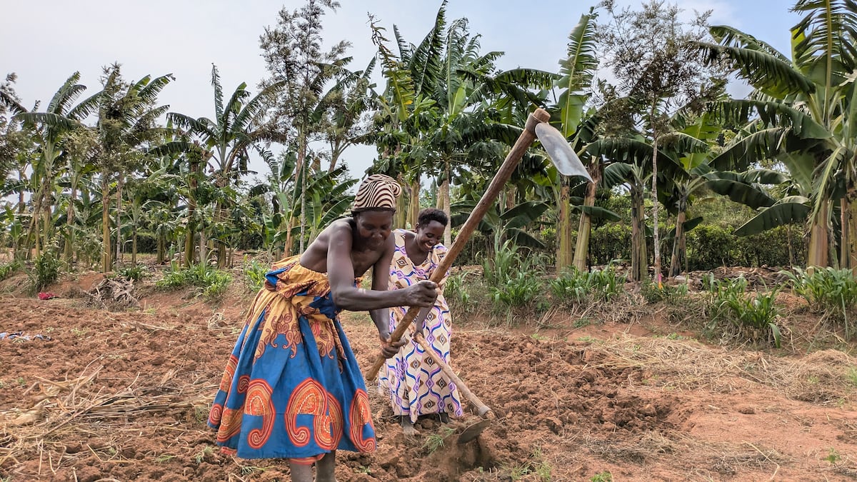 Escola agrícola em Uganda utiliza fibra de plátano para combater fome e clima
