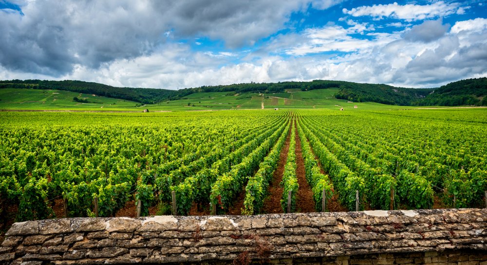 Descubra três atividades imperdíveis para explorar o vinho na Bourgogne