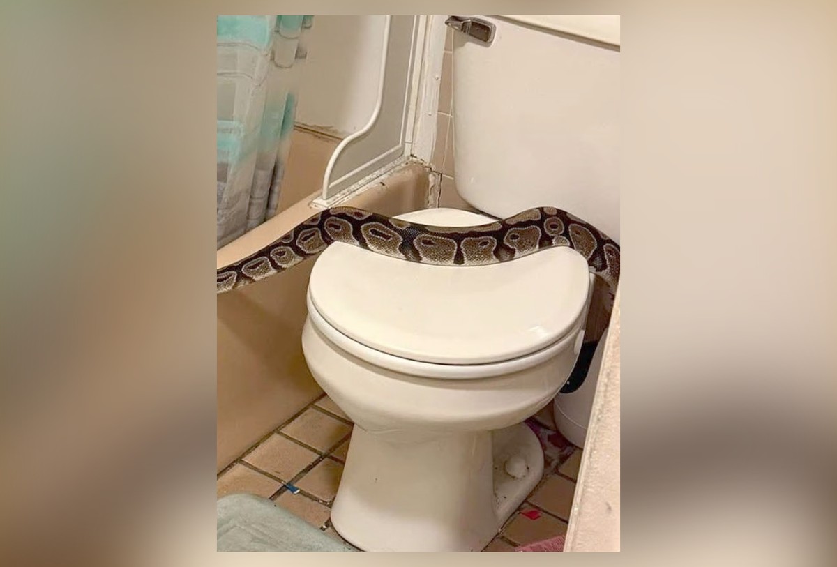 Píton de quase dois metros é encontrada em banheiro nos Estados Unidos