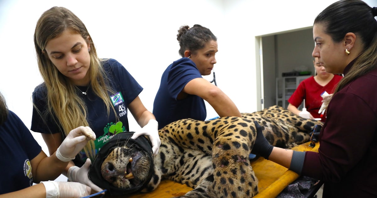Animal, um macho, foi sedado e levado para um Centro de Reabilitação de Animais Silvestres, em Campo Grande (Foto: Saul Schramm/Divulgação/Governo do MS)