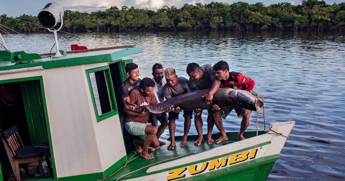 Coletivo Pirarucu envolve comunidades tradicionais na proteção do peixe amazônico. (Foto: Coletivo Pirarucu/Facebook/Reprodução)