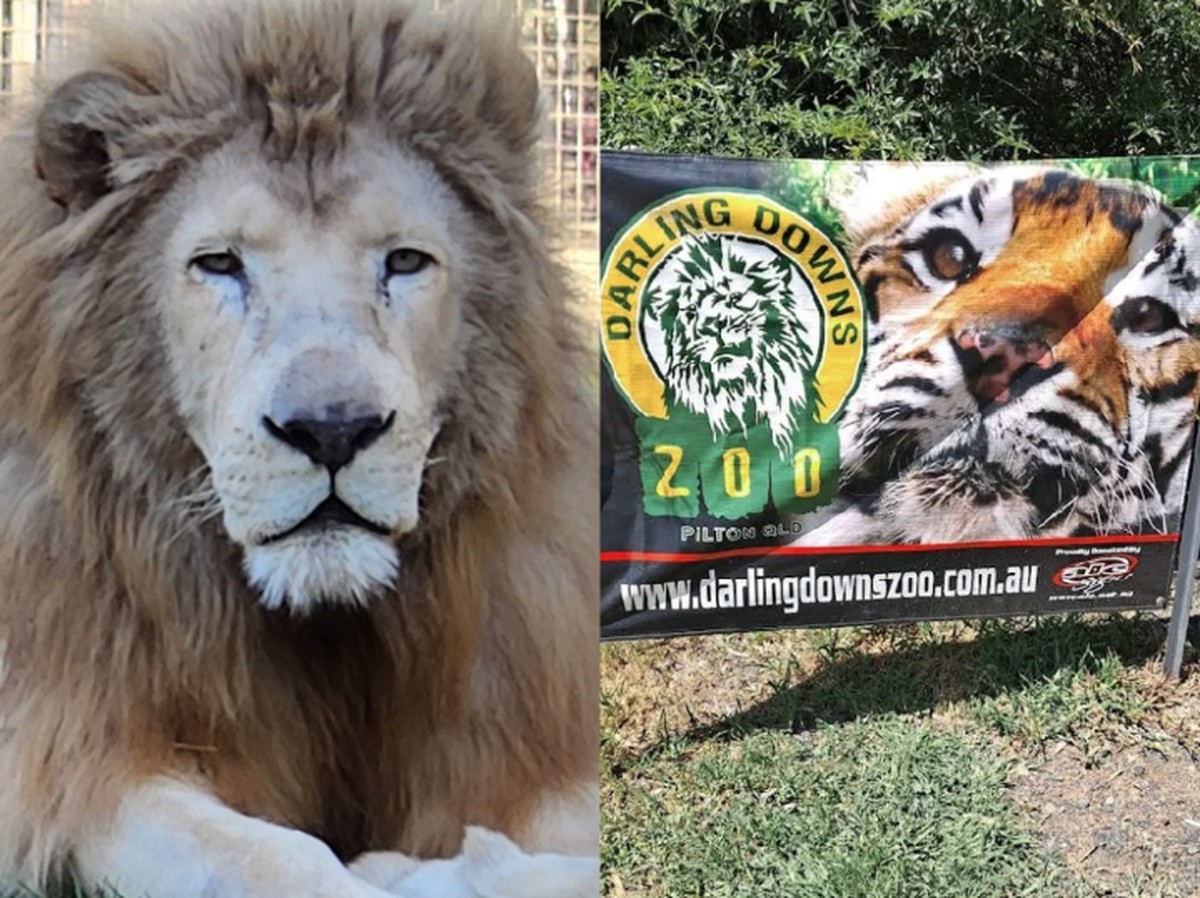 Leão ataca funcionária de zoológico em centro carnívoro na Austrália
