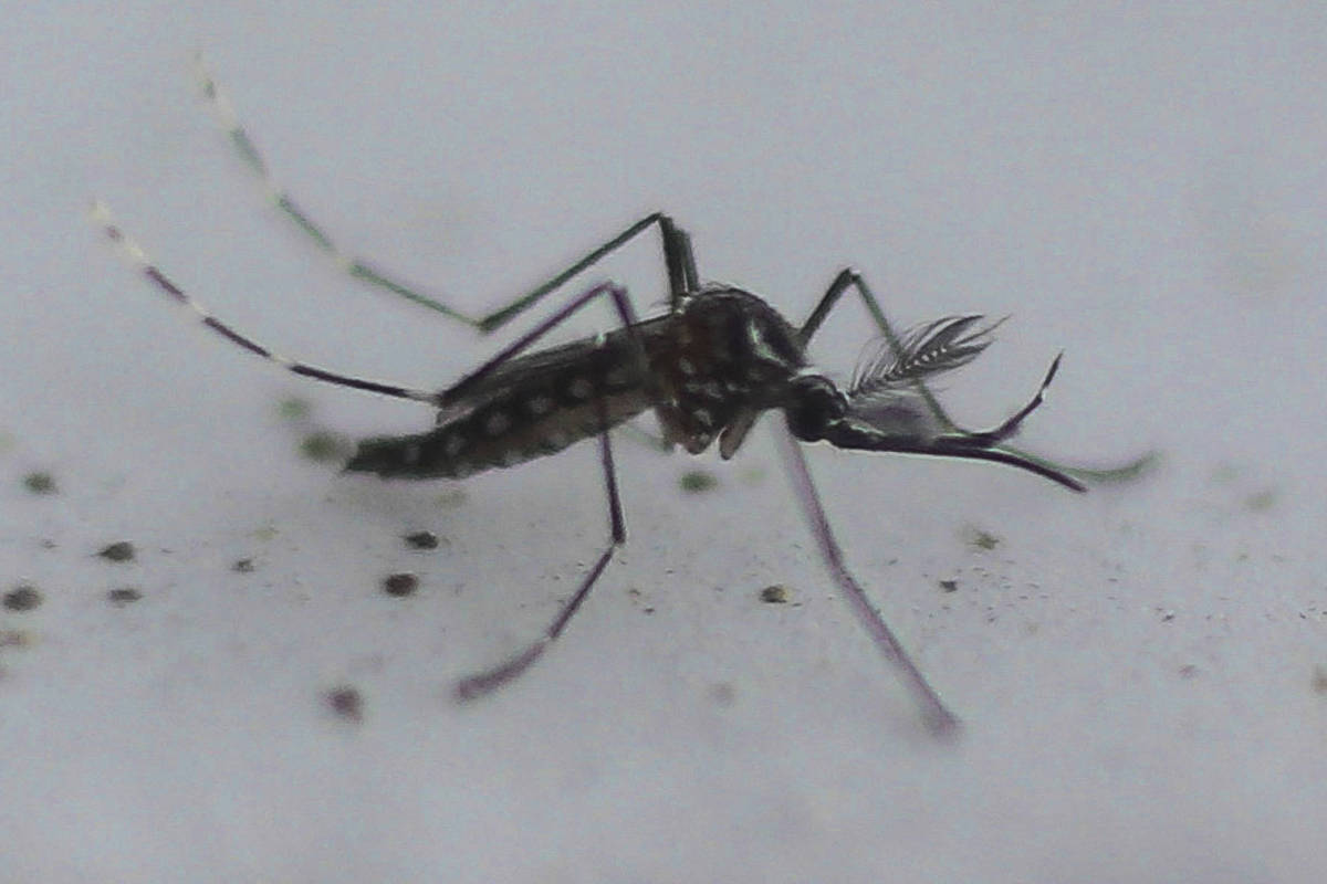 São Paulo registra mil mortes por dengue em 2025, alerta autoridades de saúde