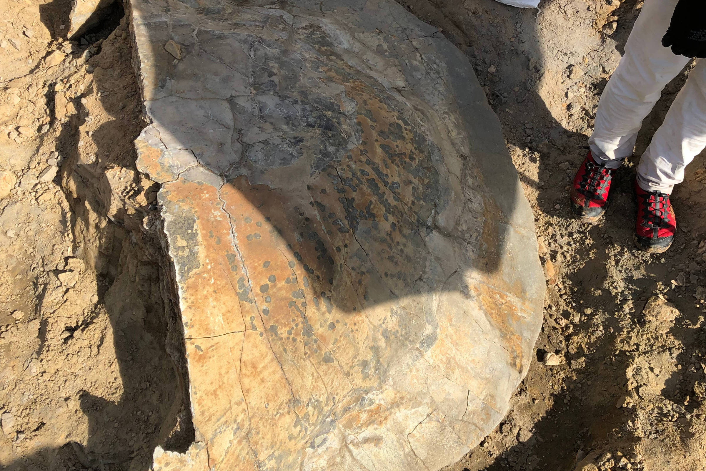 Fóssil de tartaruga gigante é descoberto em rio da Amazônia
